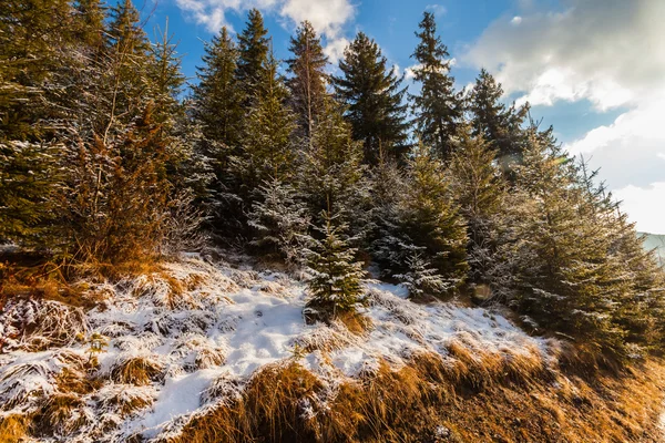 Schöne Winterlandschaft in den Bergen — Stockfoto