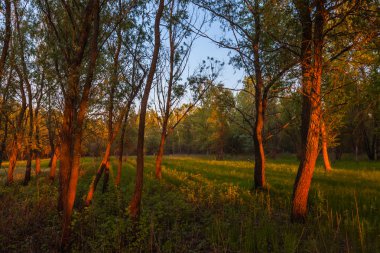 Bahar ormanında gün batımı