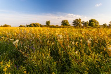 Bahar ormanında gün batımı