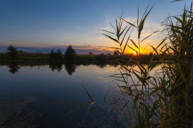Bahar ormanında gün batımı