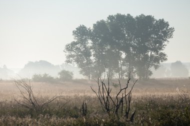 lente weide van violet bloem. 