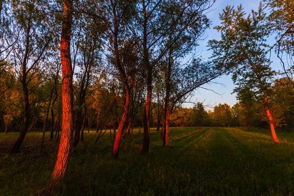 Захід сонця в весняному лісі — стокове фото