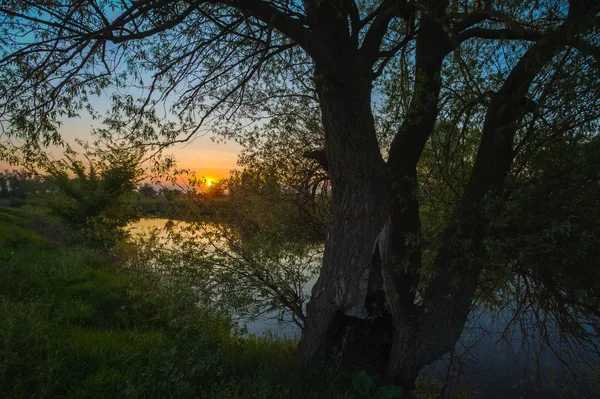 Reflexão de árvores na costa aos raios do nascer do sol — Fotografia de Stock