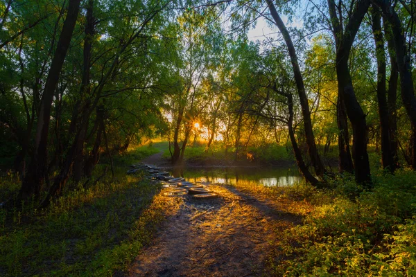 Pôr do sol na floresta primavera — Fotografia de Stock