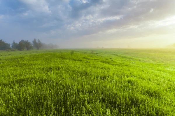 Puesta de sol en bosque de primavera — Foto de Stock