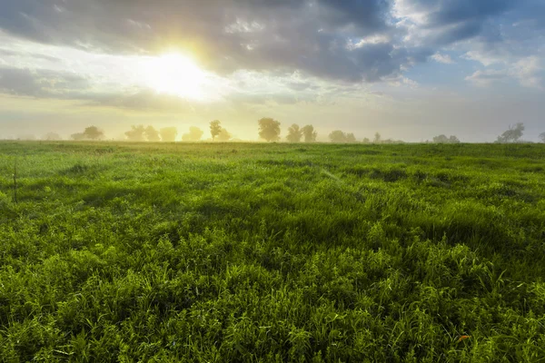 Puesta de sol en bosque de primavera — Foto de Stock