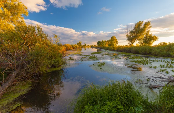 Západ slunce v jarním lese — Stock fotografie