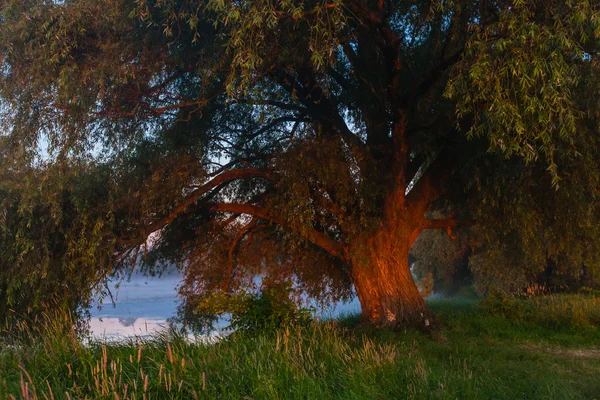 ทะเลสาบป่า — ภาพถ่ายสต็อก