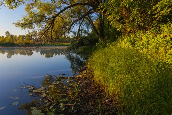 Puesta de sol en bosque de primavera — Foto de Stock