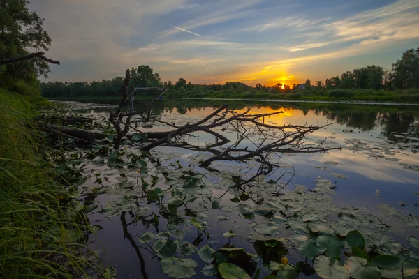 Zonsondergang in het voorjaar bos — Stockfoto