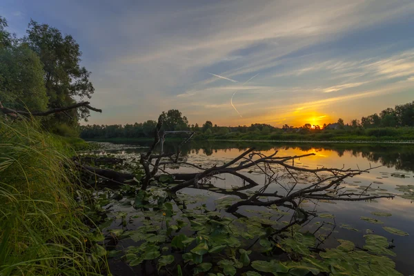 Západ slunce v jarním lese — Stock fotografie