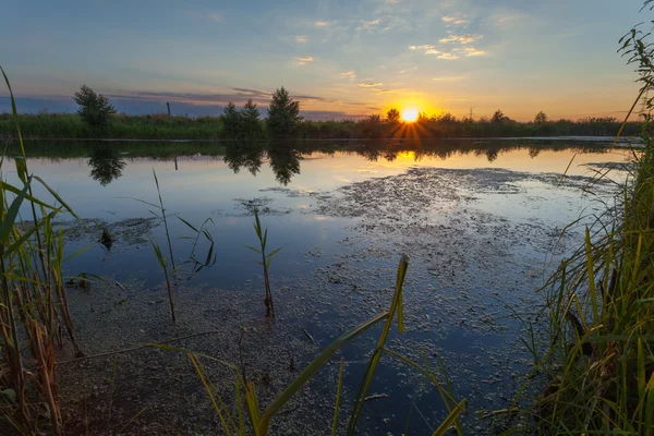 Západ slunce v jarním lese — Stock fotografie