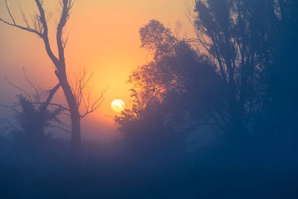 Pôr do sol na floresta primavera — Fotografia de Stock