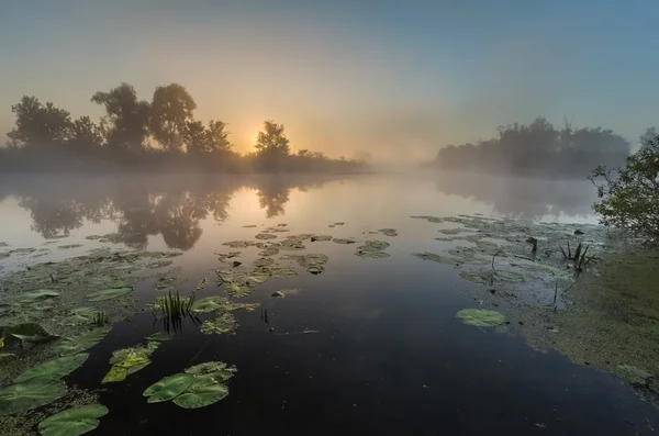 Gündoğumu ışınları kıyıda ağaçta yansıması