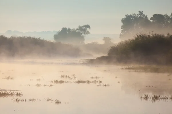 Reflejo de árboles en la orilla al amanecer rayos — Foto de Stock