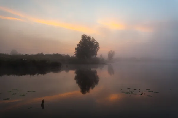 Όμορφη κρίνους σε μια λίμνη — Φωτογραφία Αρχείου