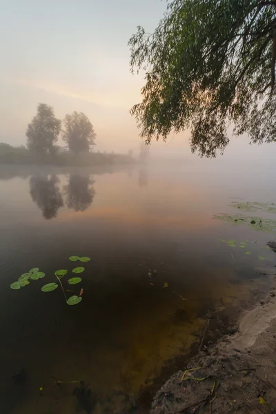 Красиві лілії на озері — стокове фото
