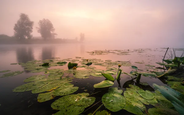 Hermosos lirios en un lago — Foto de Stock