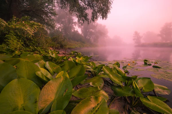 Belos lírios em um lago — Fotografia de Stock