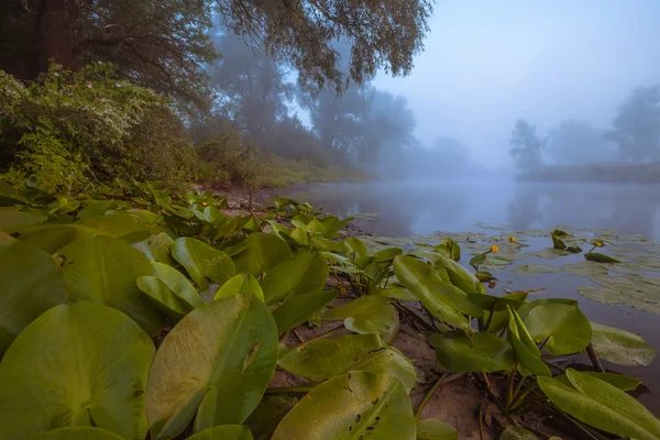 Belos lírios em um lago — Fotografia de Stock