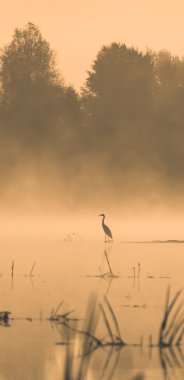 Gün batımında suda leylek
