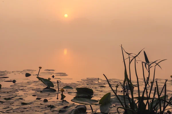 Beaux lis sur un lac — Photo