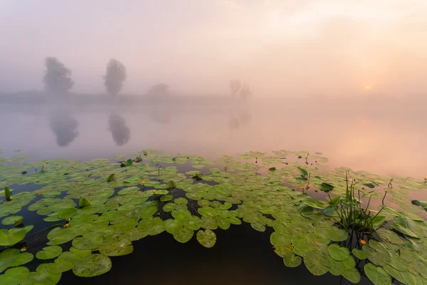 Красивые лилии на озере — стоковое фото