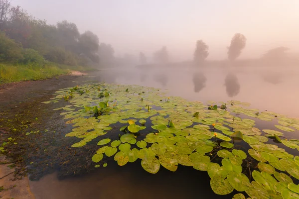 Belos lírios em um lago — Fotografia de Stock