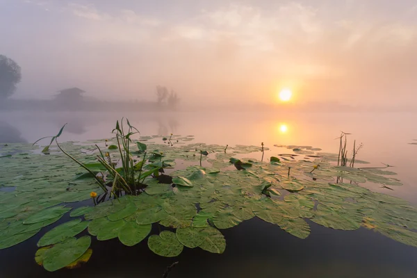 Mooie lelies op een meer — Stockfoto