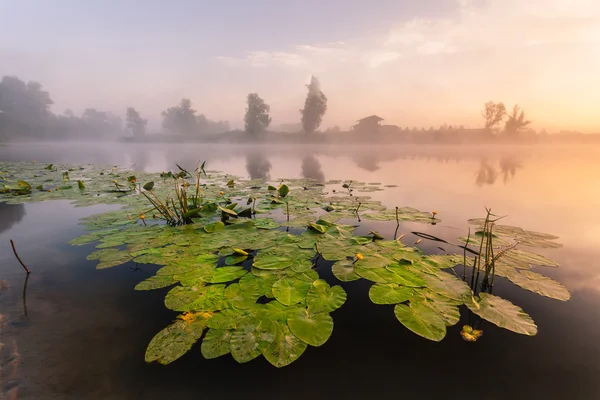 Mooie lelies op een meer — Stockfoto