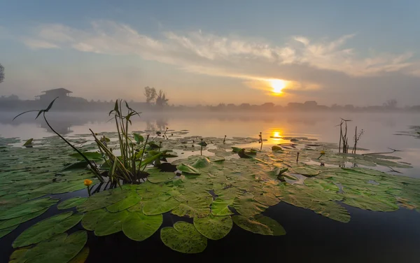 Красивые лилии на озере — стоковое фото