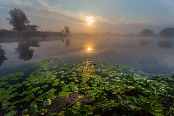 Hermosos lirios en un lago — Foto de Stock
