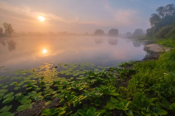 Hermosos lirios en un lago — Foto de Stock