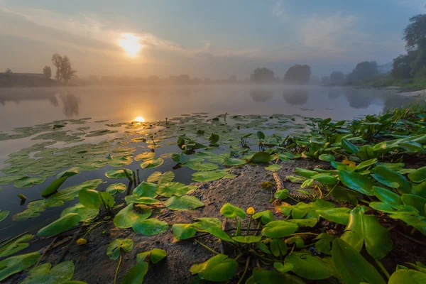 Belos lírios em um lago — Fotografia de Stock