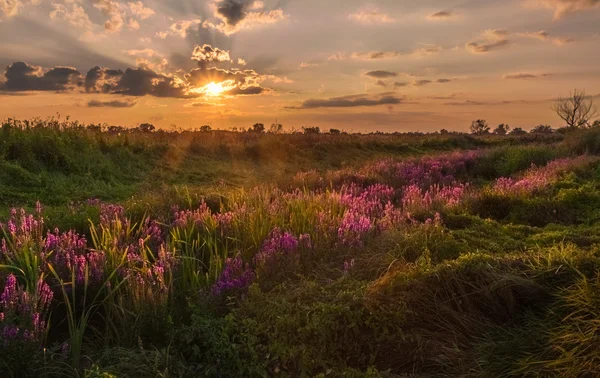 Krajina, slunečný úsvit, sluneční paprsky v mlze — Stock fotografie