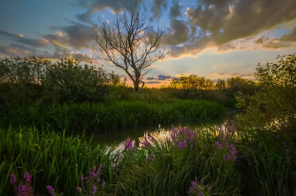 Paisagem, amanhecer ensolarado, raios de sol no nevoeiro — Fotografia de Stock