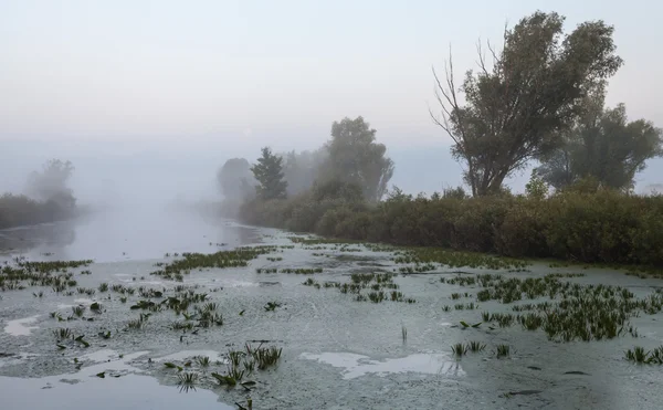 Paisaje, amanecer soleado, rayos de sol en la niebla — Foto de Stock