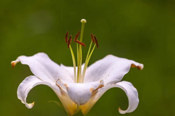 Mooie lelies. — Stockfoto