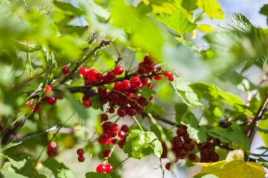 Frenk üzümü Şubesi