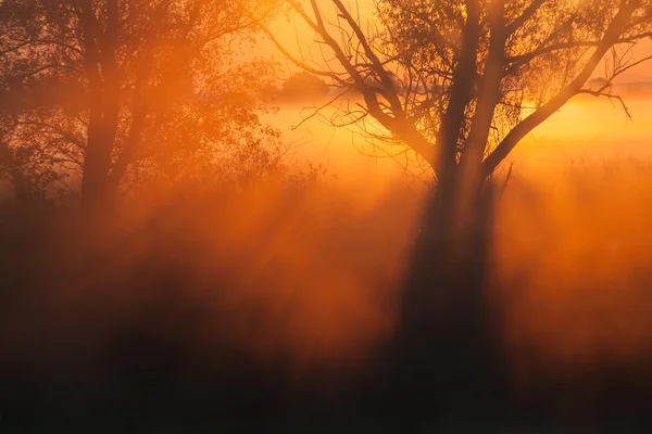 Travi di sole mattutino che filtrano attraverso l'albero — Foto Stock