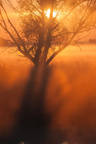 Rayons de soleil matinal filtrant à travers l'arbre — Photo