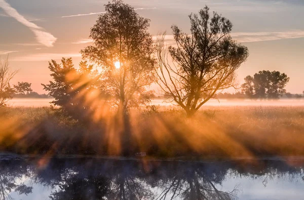 Rayos de sol matutino filtrándose a través del árbol — Foto de Stock