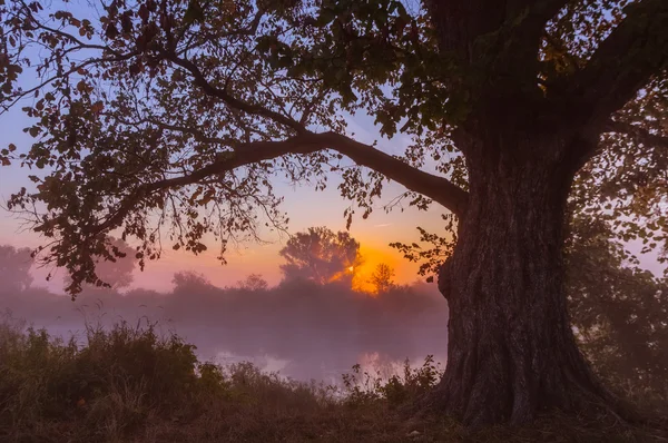 Feixes de sol matutino filtrando através da árvore — Fotografia de Stock