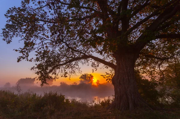 Rayos de sol matutino filtrándose a través del árbol — Foto de Stock