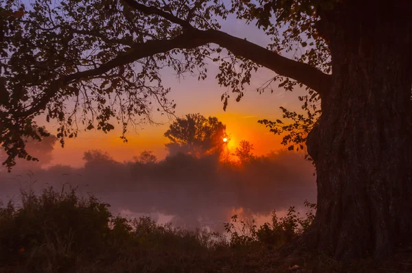 Feixes de sol matutino filtrando através da árvore — Fotografia de Stock