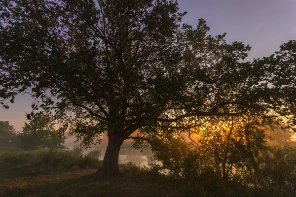 Strålar av morgonsolen filtrering genom trädet — Stockfoto