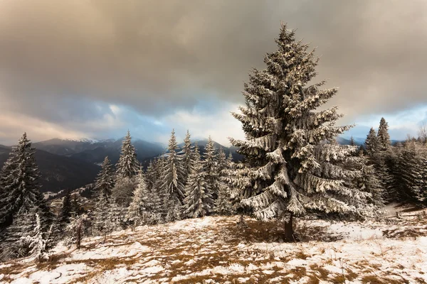 Wunderschöne Winterlandschaft mit schneebedeckten Bäumen — Stockfoto