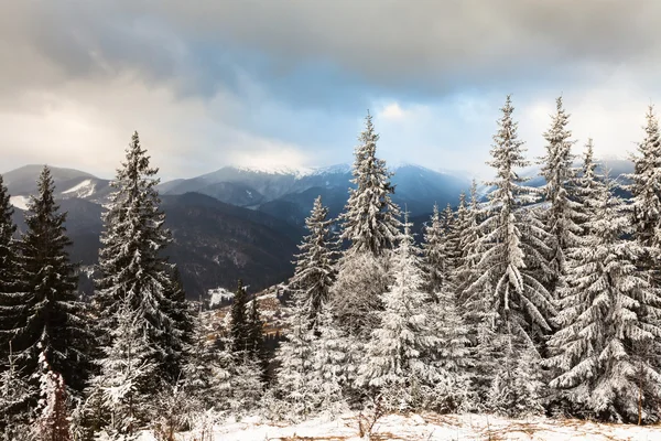 Wunderschöne Winterlandschaft mit schneebedeckten Bäumen — Stockfoto