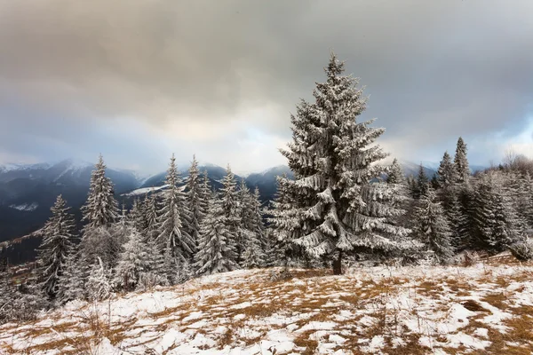 美丽的冬季风景，冰雪覆盖的树木 — 图库照片