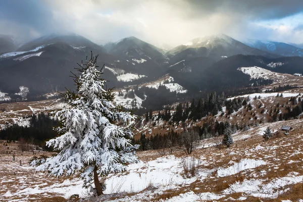 Enda träd i frost — Stockfoto